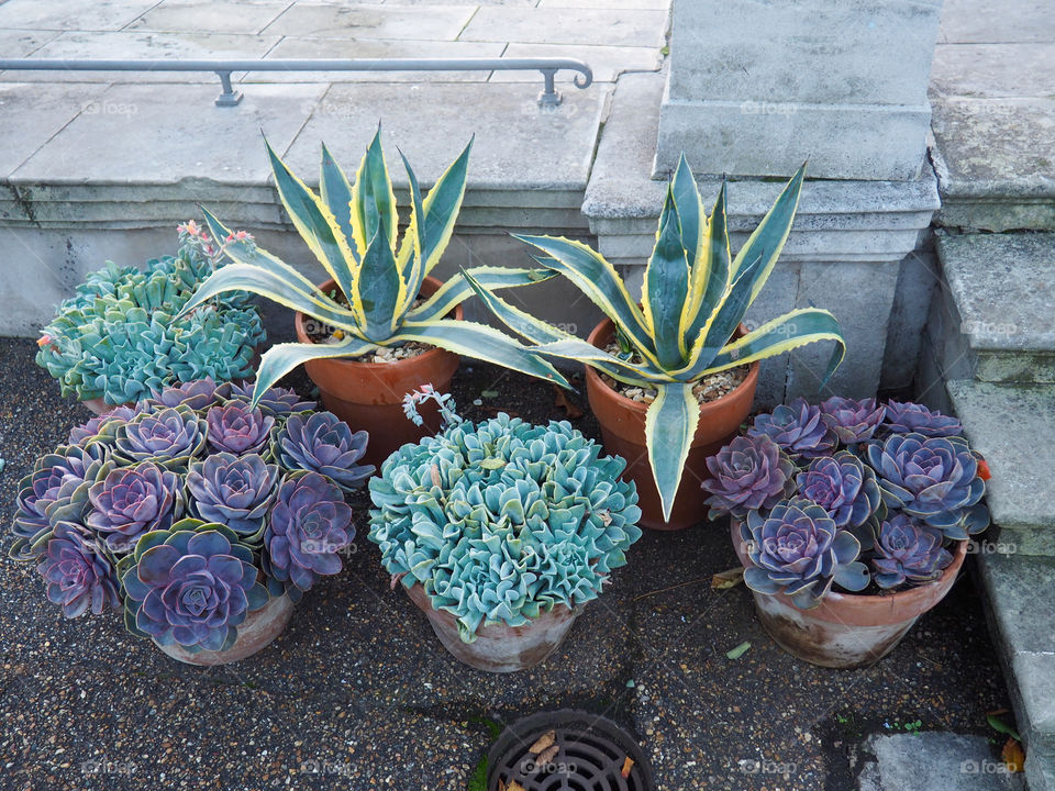 Succulent plants and cacti closeup.