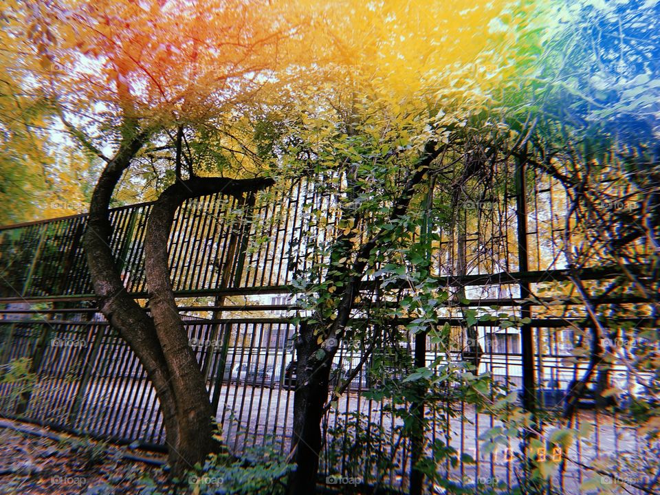 Playground fence and trees