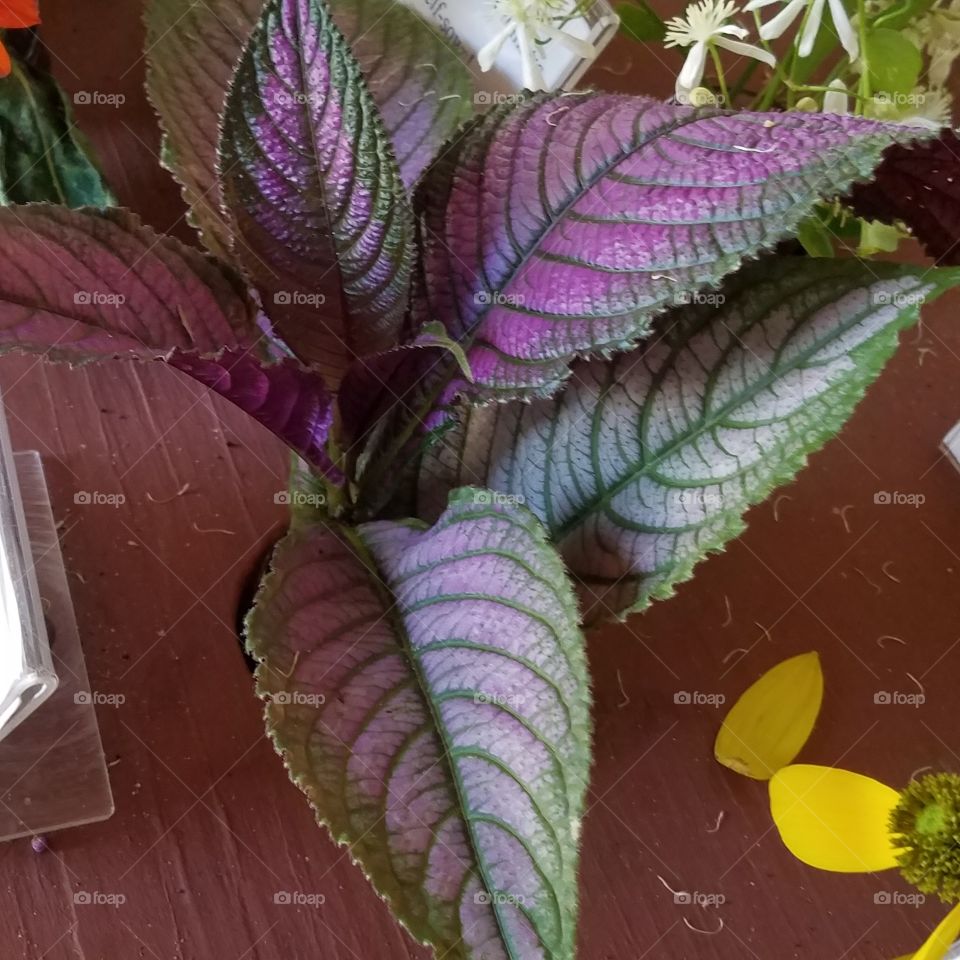 Pretty plant