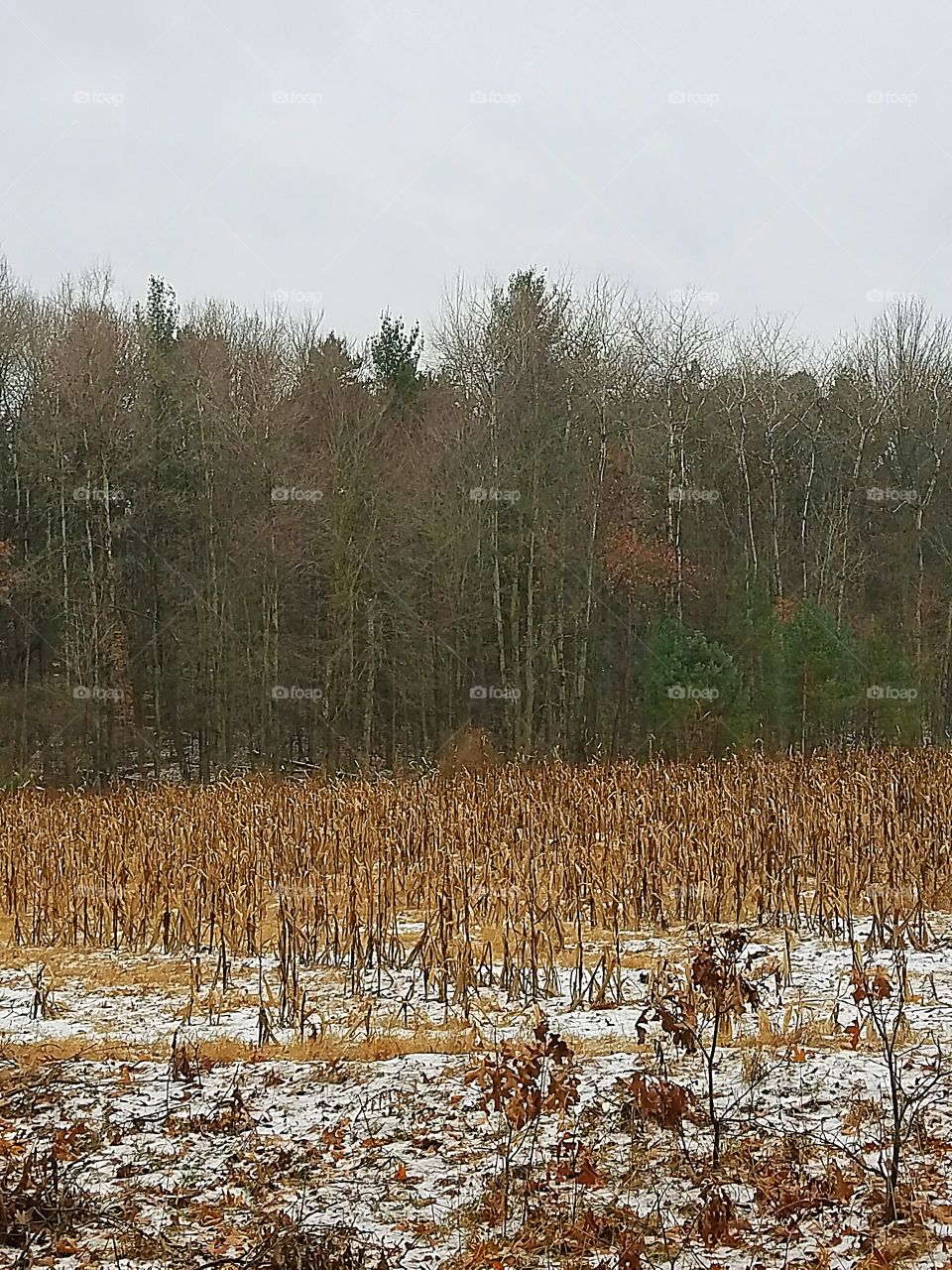 corn field in the winter