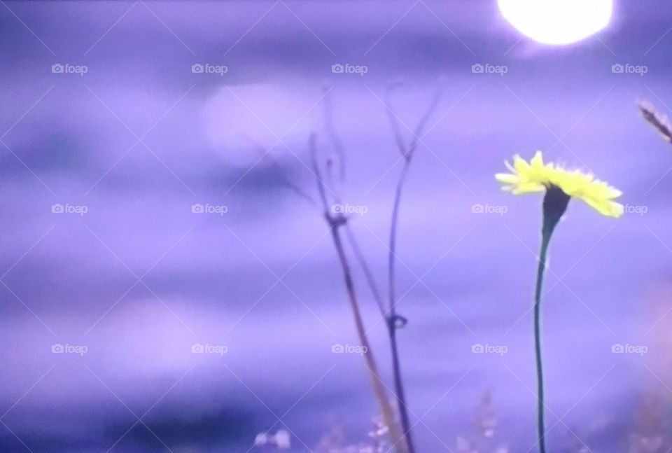 flor solitaria en el agua