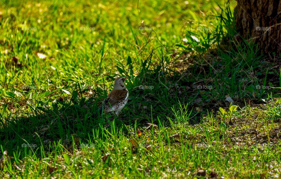bird on green grass near a tree in the forest of the park