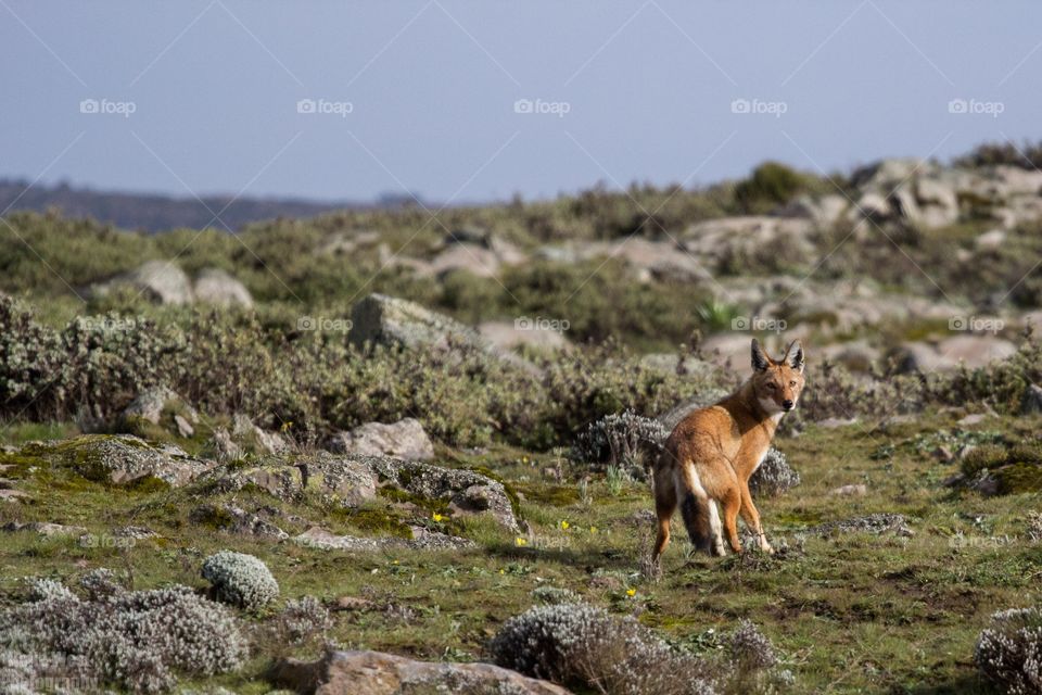 Ethiopian wolf 20