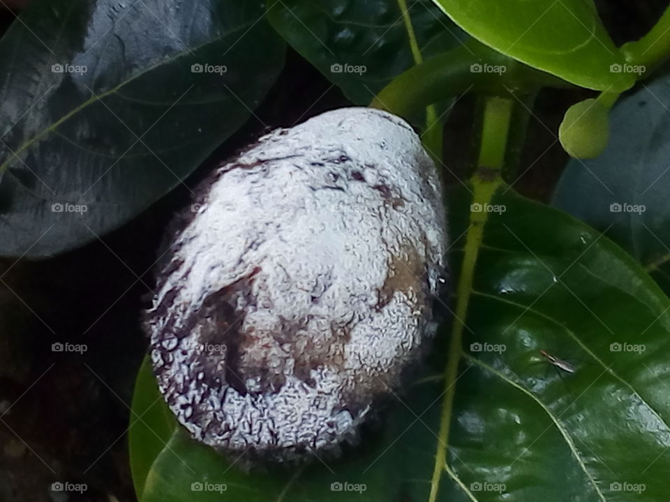 Jackfruit