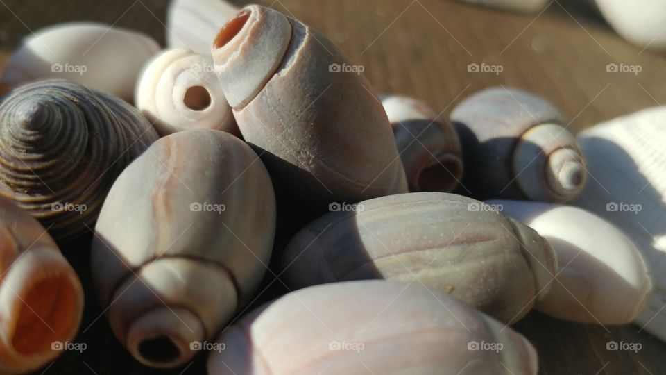 Close-up of conch shells