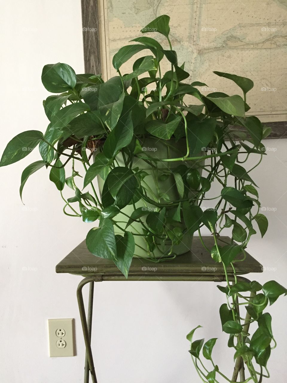 House plant in a pot