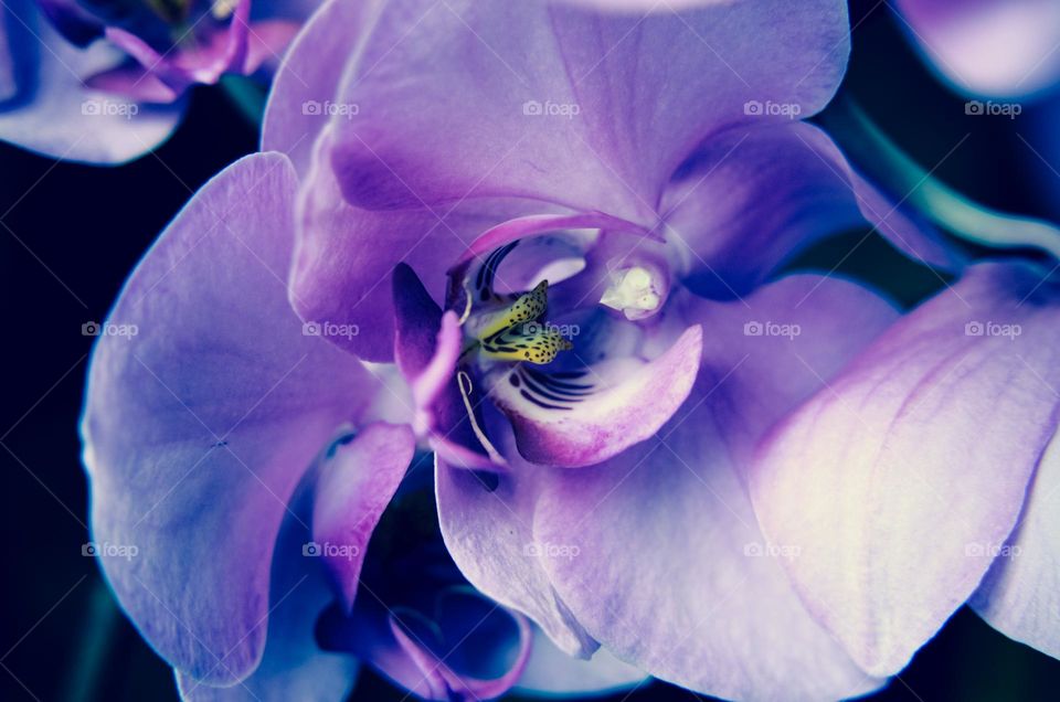 Beautiful Purple Orchid