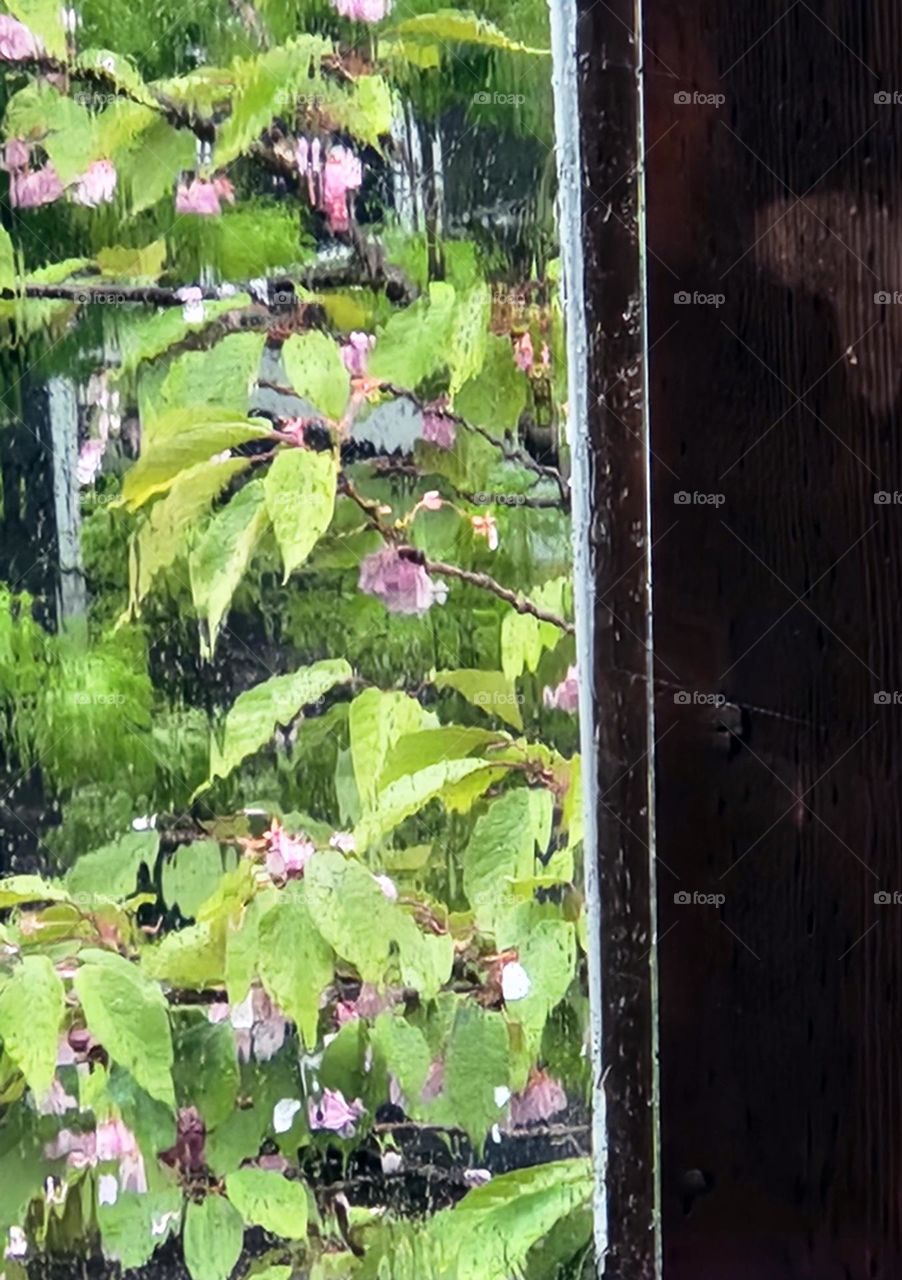 rain on Spring flowering branches outside Oregon window