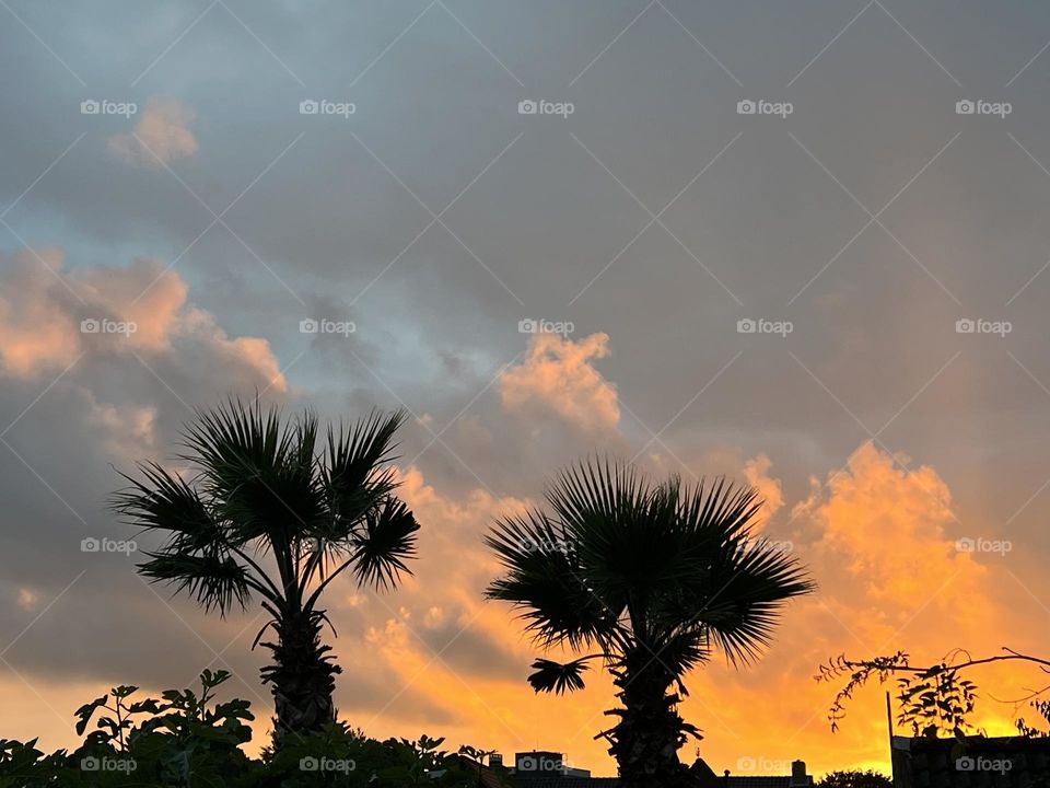 Palmtrees by sunset 