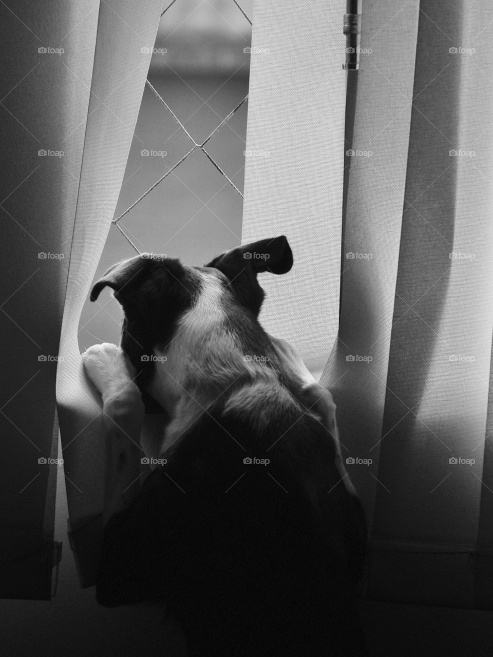 Dog waiting by the window - black and white photo