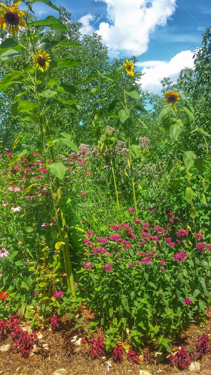 Flower Patch. Bright Flowers