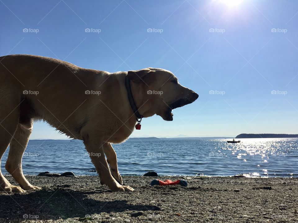Labrador on the beach 