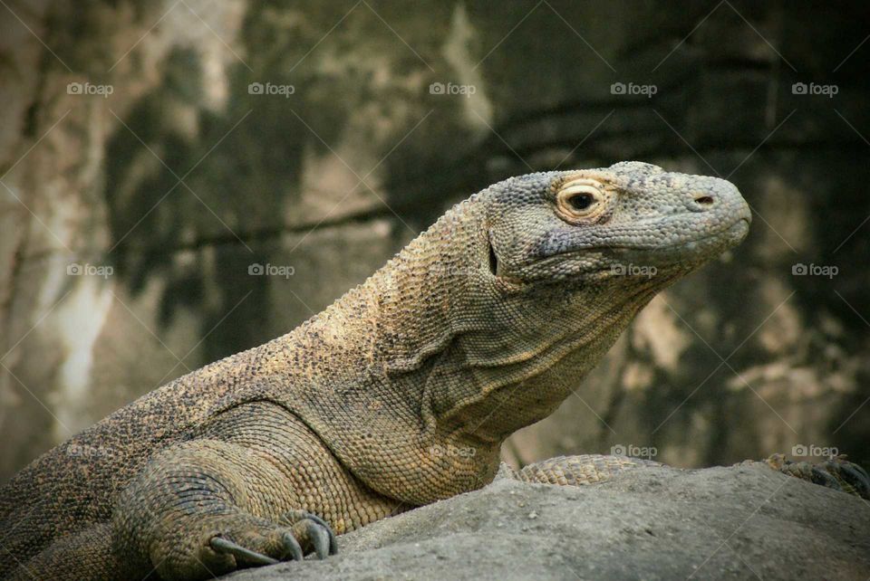 Komodo Dragon on rock
