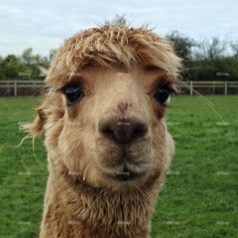 Beautiful black eyed alpaca with the longest eyelashes ever 😂
