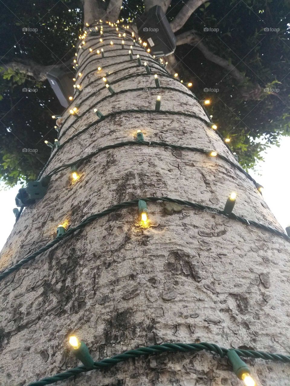 Stringed Up Lights on Old Tree