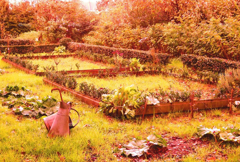 vegetable garden in autumn