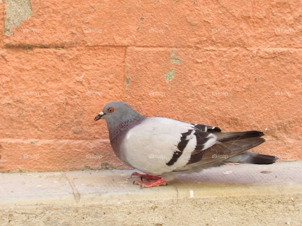 pigeon