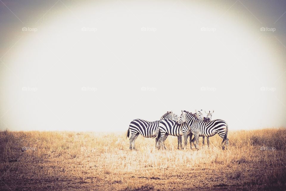 Zebra love!