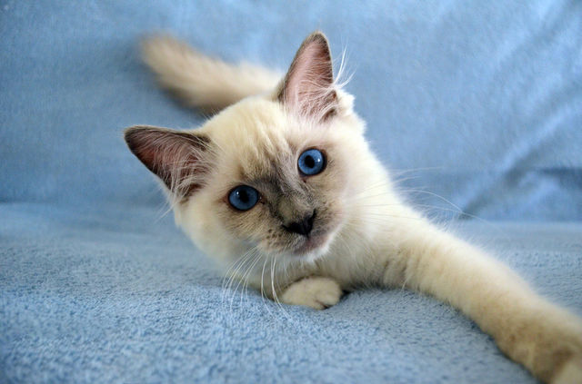Close-up of a cat