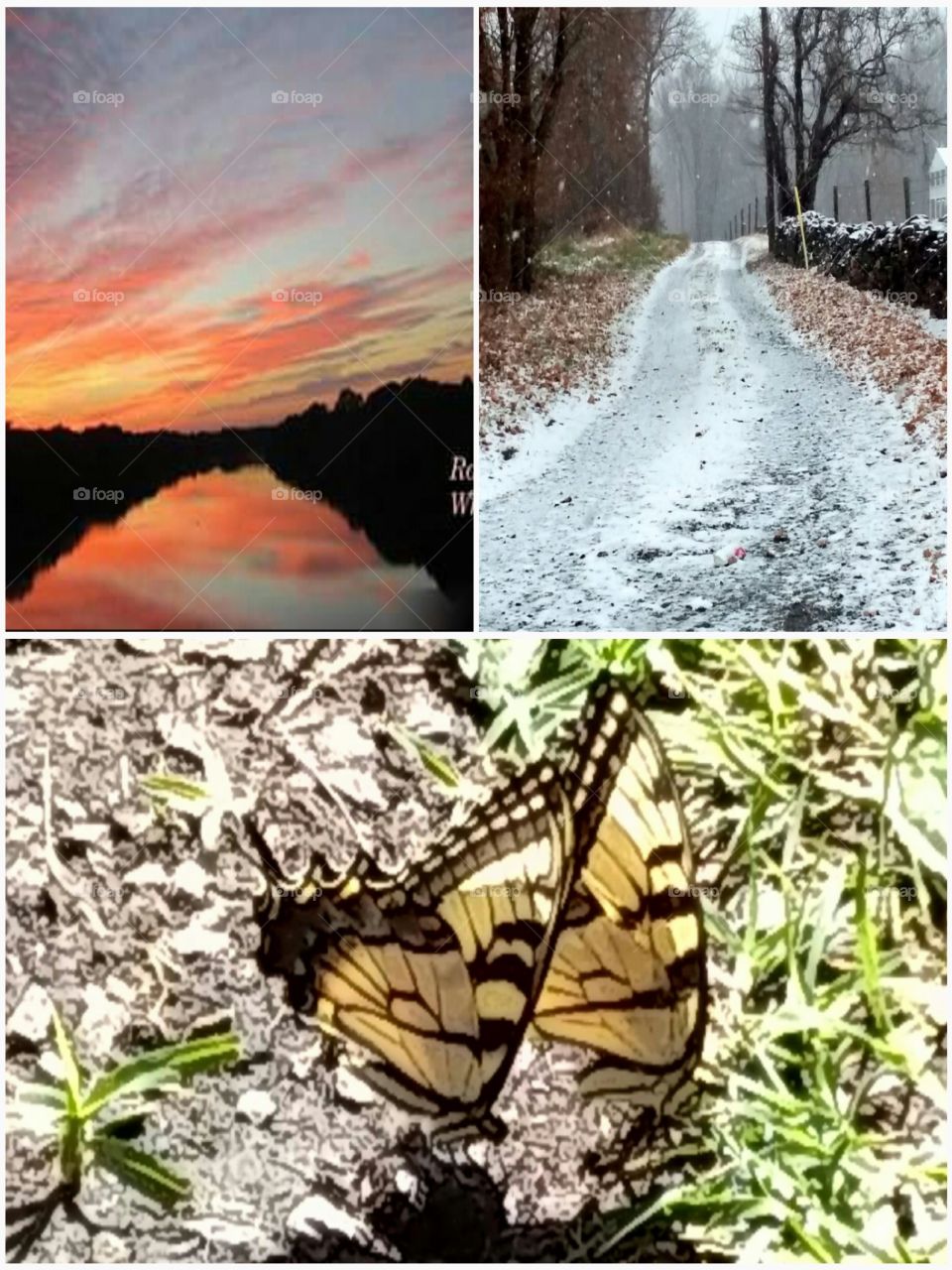 Different seasons in Ga and Md. The butterfly is enjoying spring