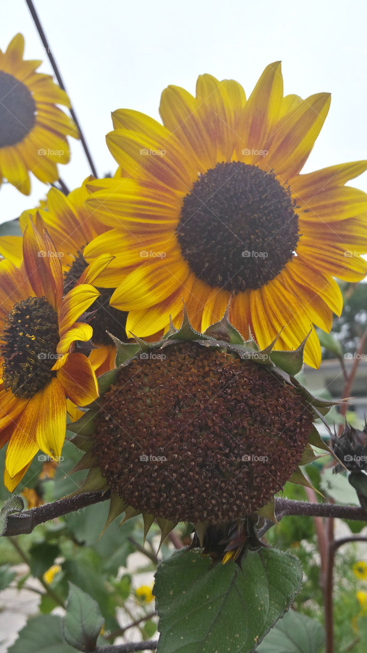 sunflowers