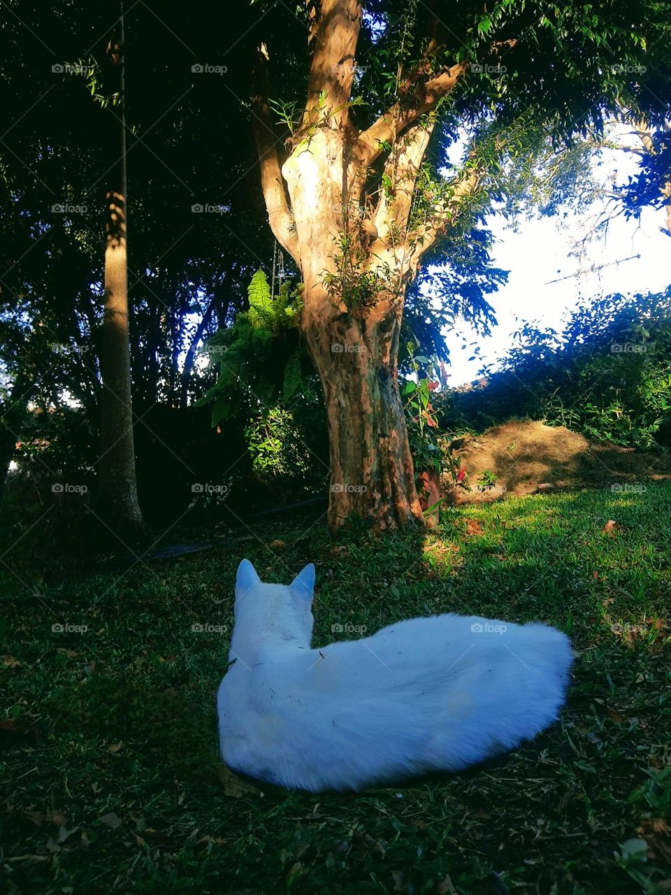 white cat