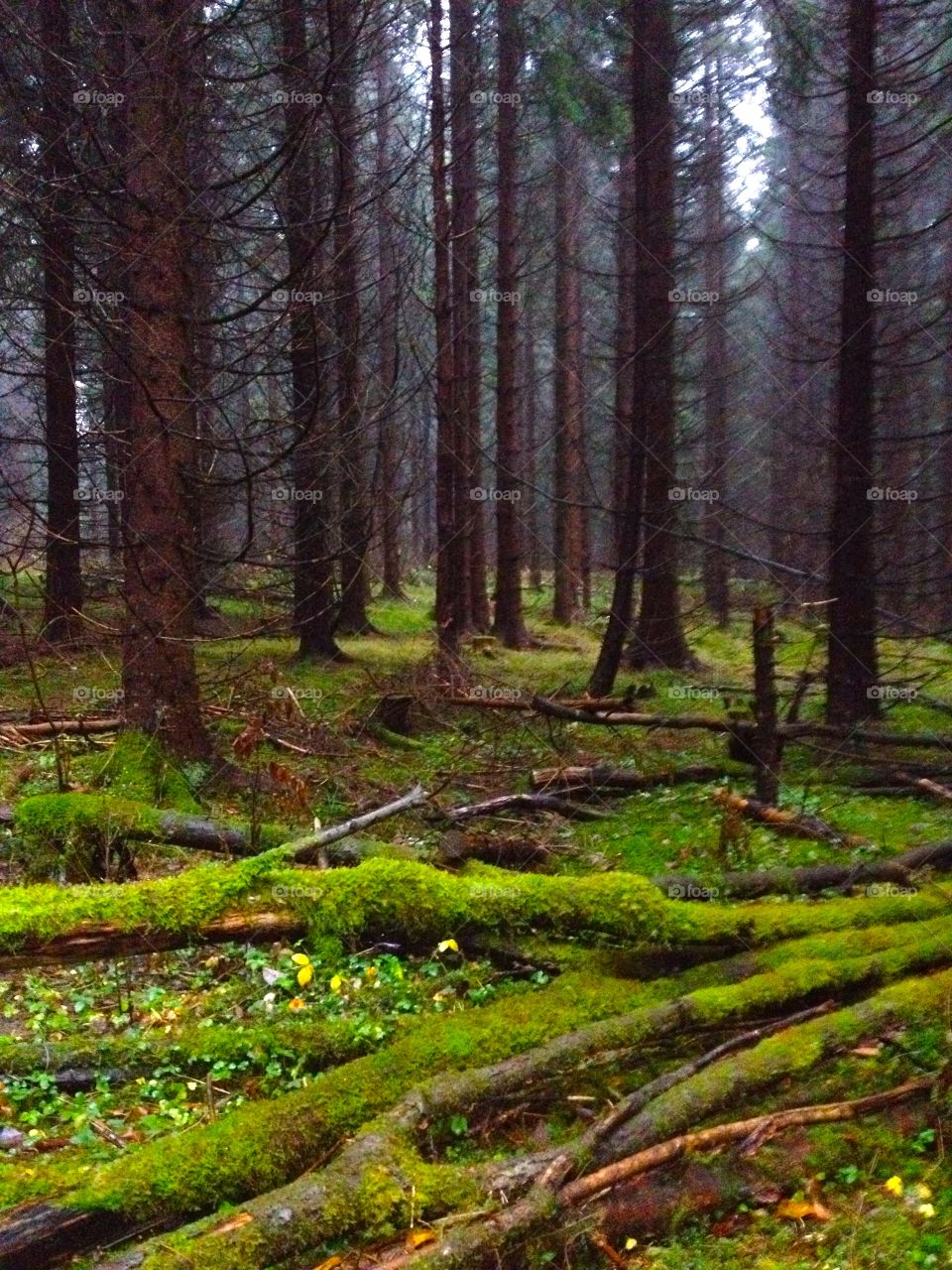 The beauty and smell of forest -Norway