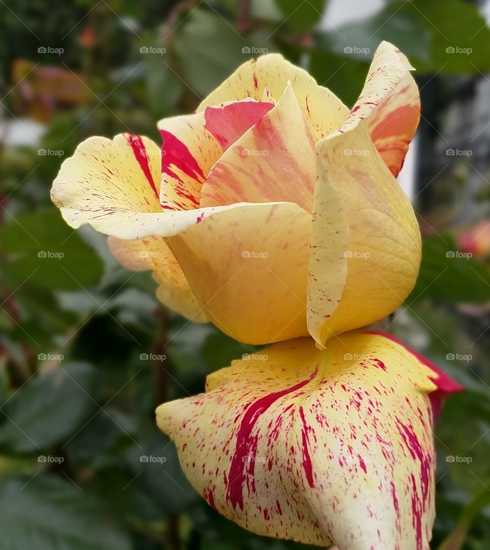 rose in garden