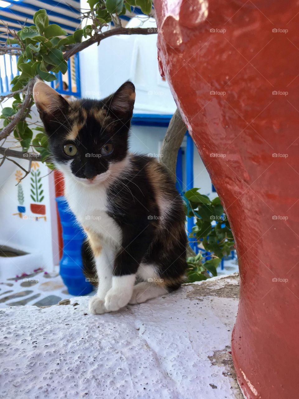 Kitten / Mykonos / 🇬🇷