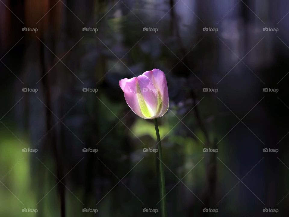 tulip with light