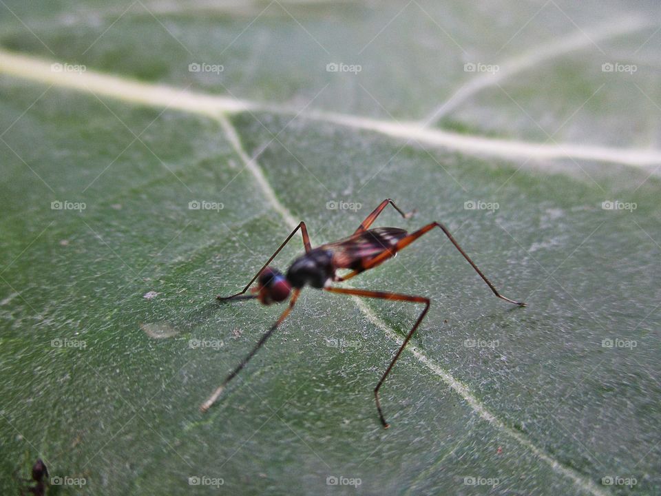 Beautiful macro shots