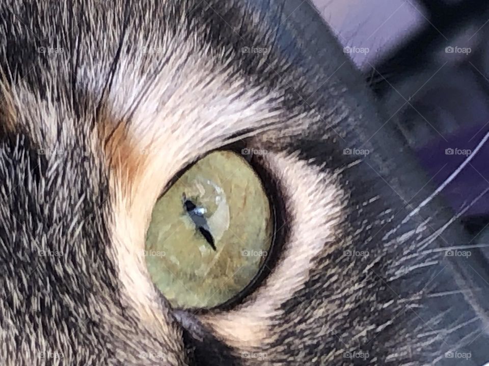 Green cat s eye