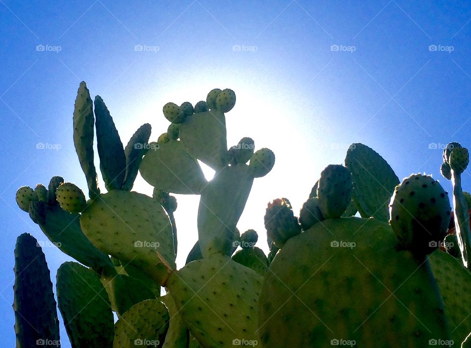 Giant prickly pear against the sun 