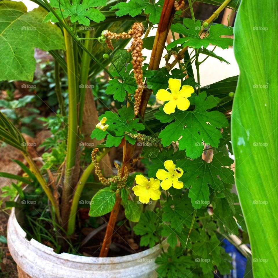 The bitter melon plant is blooming with yellow flowers