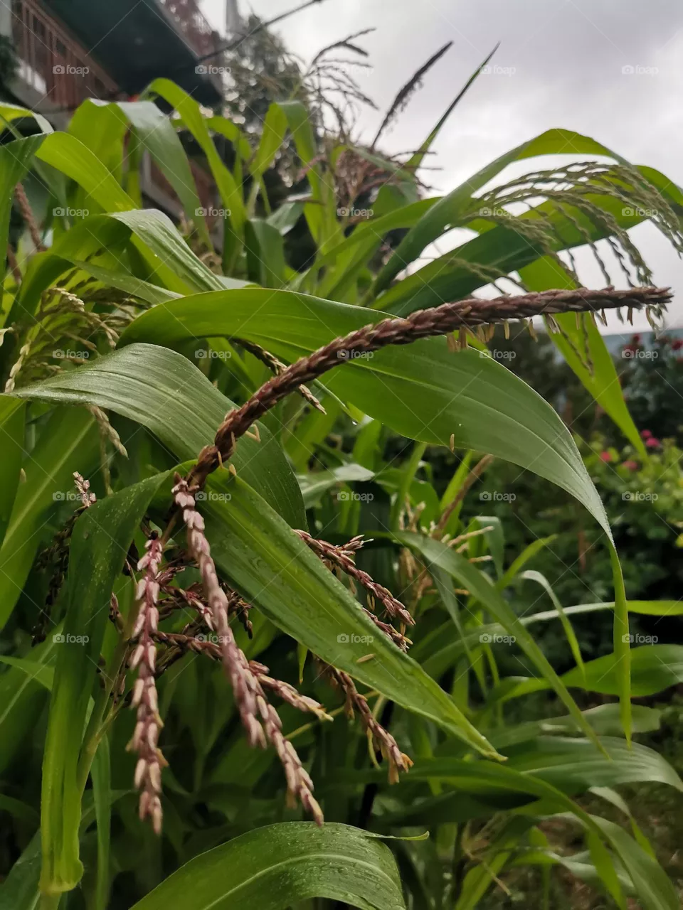 Nature's paradise