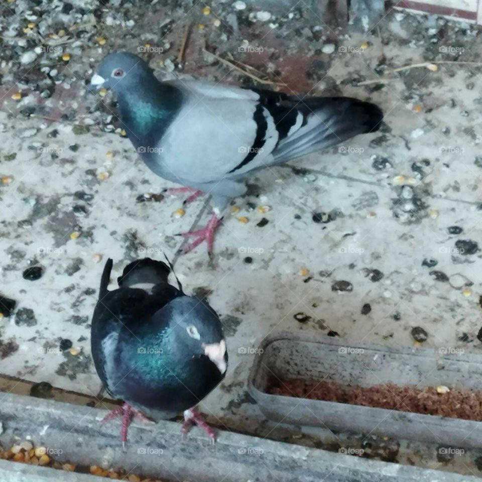 Beautiful pigeons.