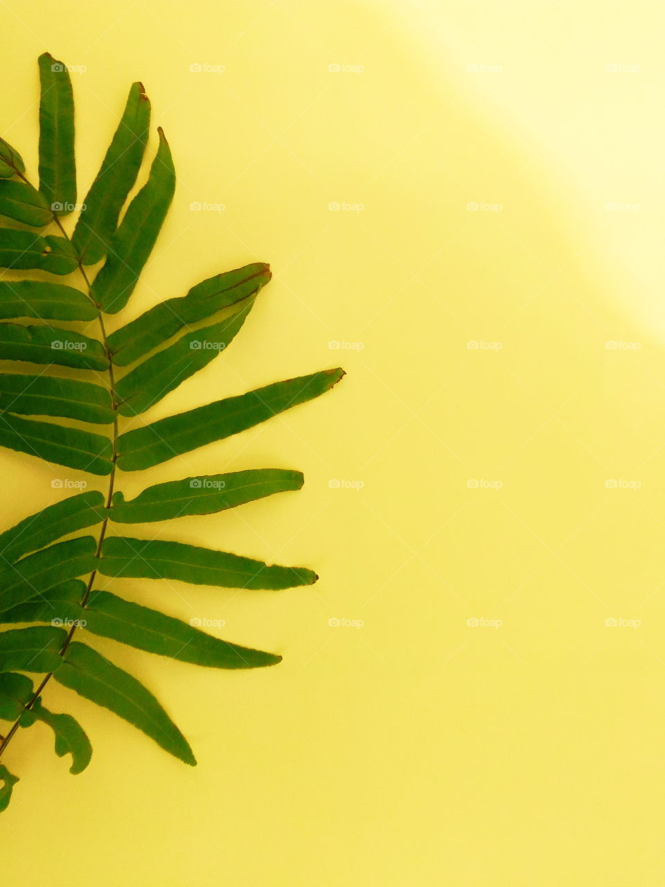 Fern leaves in yellow background