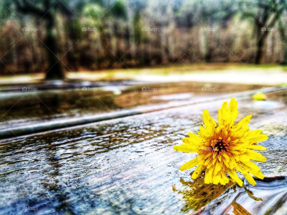 flower on picnic table in the rain