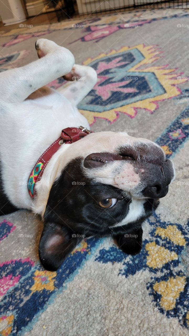 upside down dog