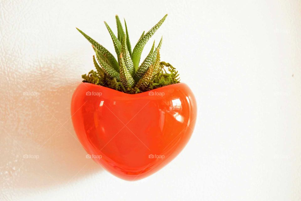 Succulent in Heart