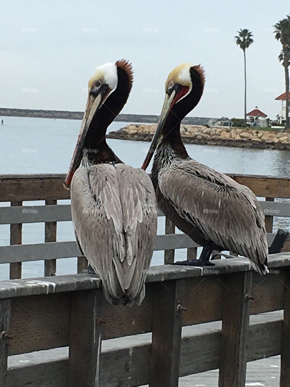 Pelicans bff