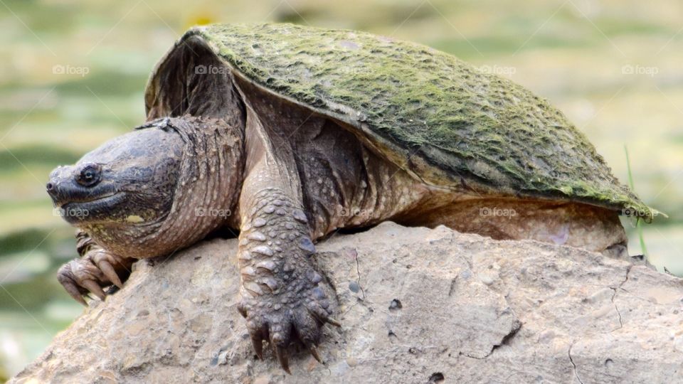 Snapping Turtle . Snapping Turtle  sunning along the Dead River, IL. 