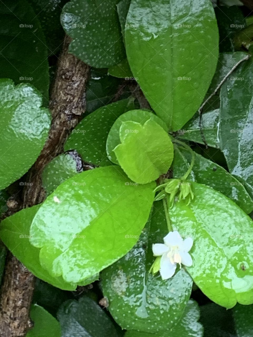 Portrait of a plant.