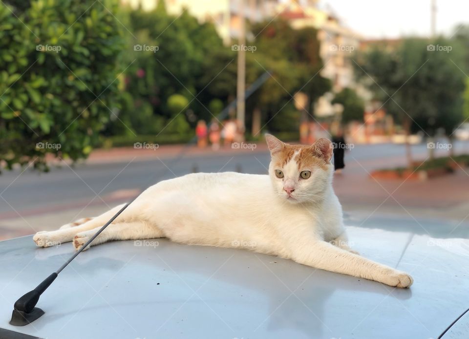 Summer. Turkey. Cat.