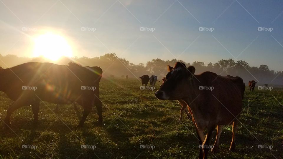 dairy cows on their way to parlor for morning milking