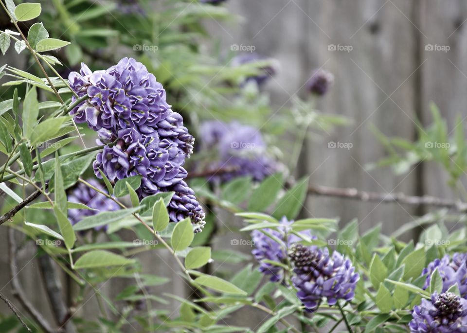 Beautiful wisteria blooms on a mild Spring day