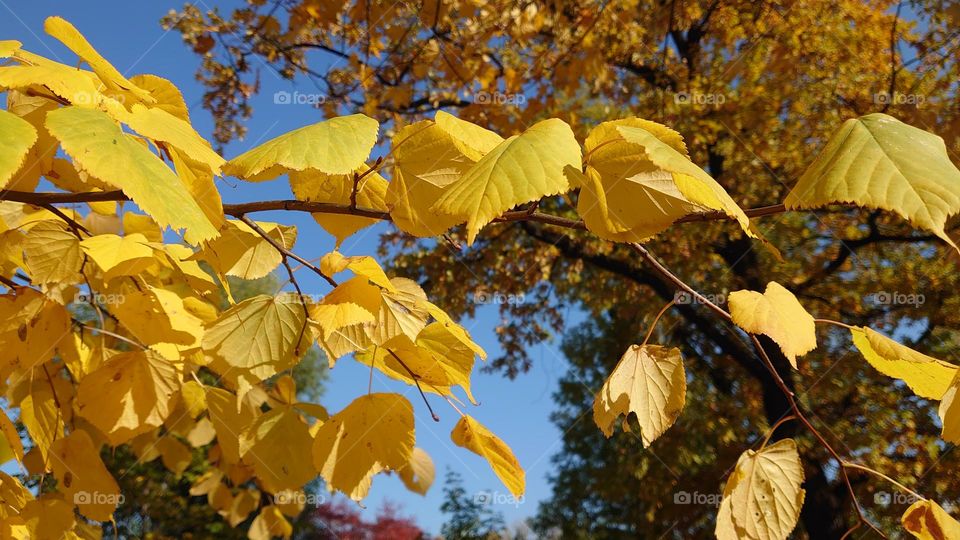 Hello autumn 💛🧡 Park time 🍂🍁 Fall leaves 🧡💛