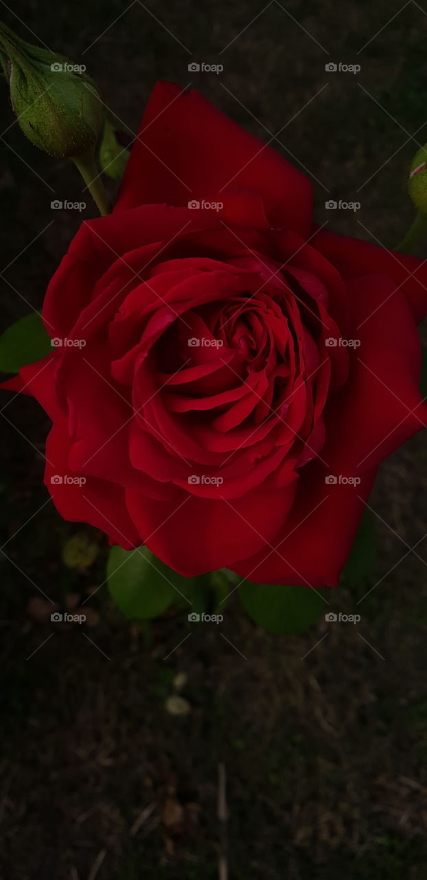 Image of a red rose
