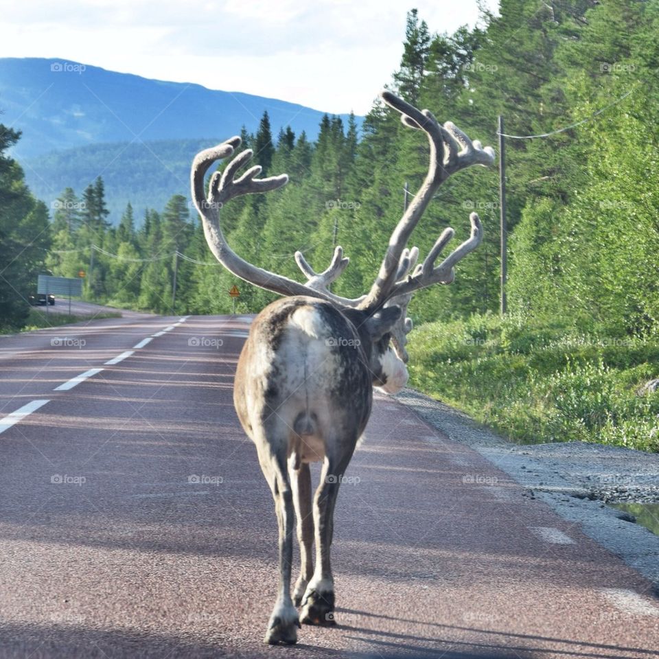 Reindeer in the way