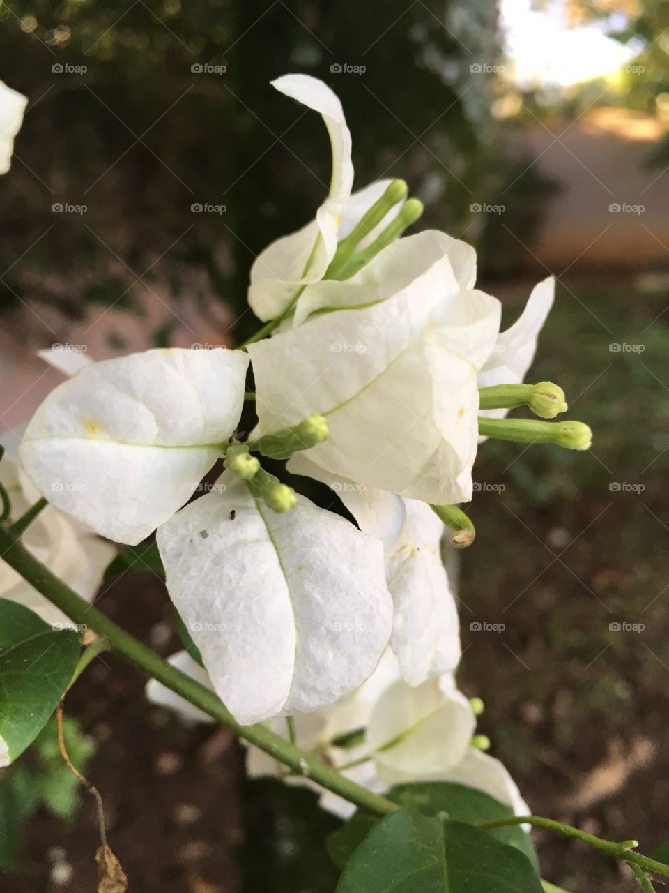 🌺 A beleza das #flores do nosso lar!
Porque #jardinagem é nosso hobby...